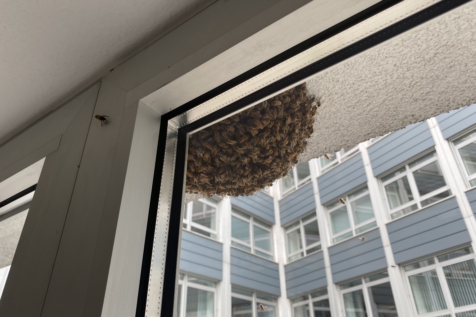 Ein großer Bienenschwarm ist am Fenster einer Kölner Polizeiwache gelandet.
