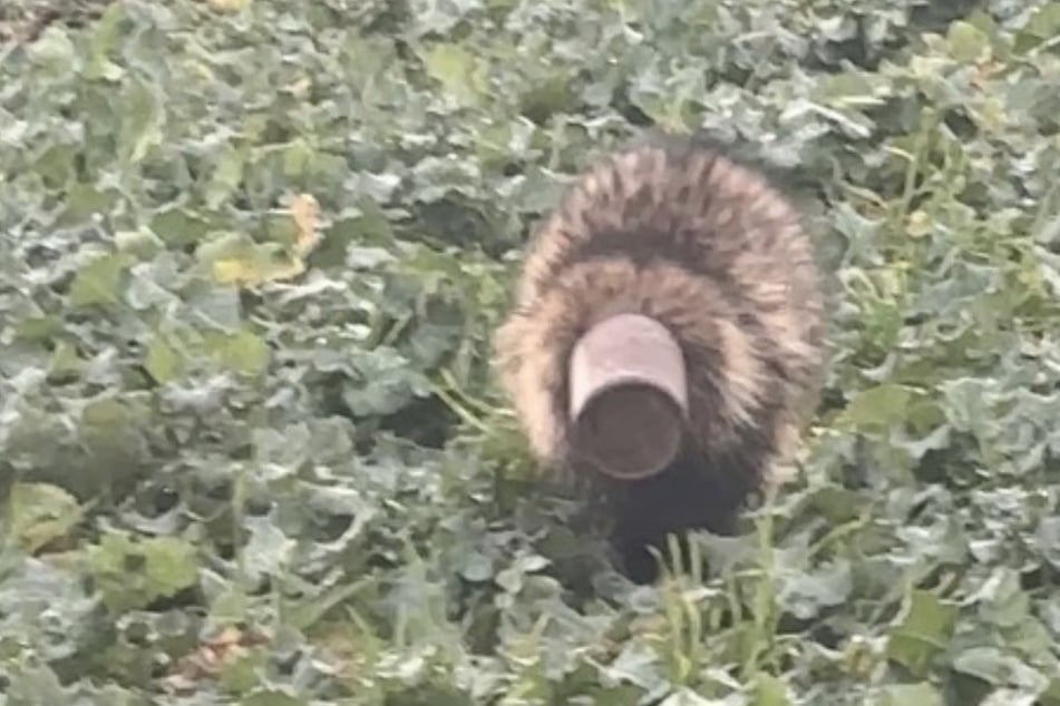 Mit einem Blumentopf auf dem Kopf irrte ein Dachs über ein Feld.