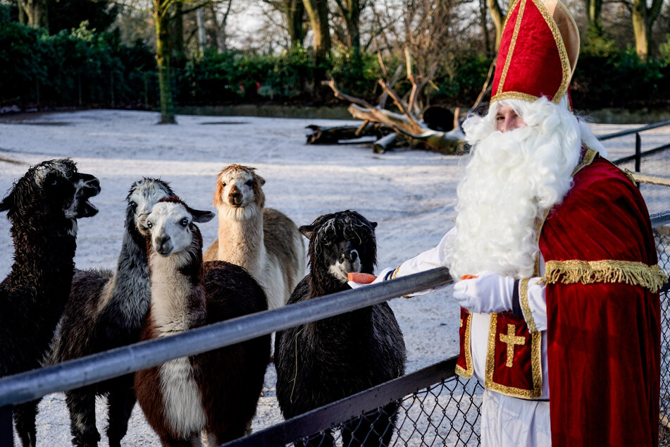 Ein als Nikolaus verkleideter Mitarbeiter des Tierparks überrascht die Alpakas mit Leckereien.