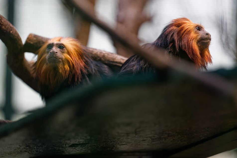 Die beiden Goldkopflöwenäffchen siedelten kürzlich von Antwerpen in den Kölner Zoo um.