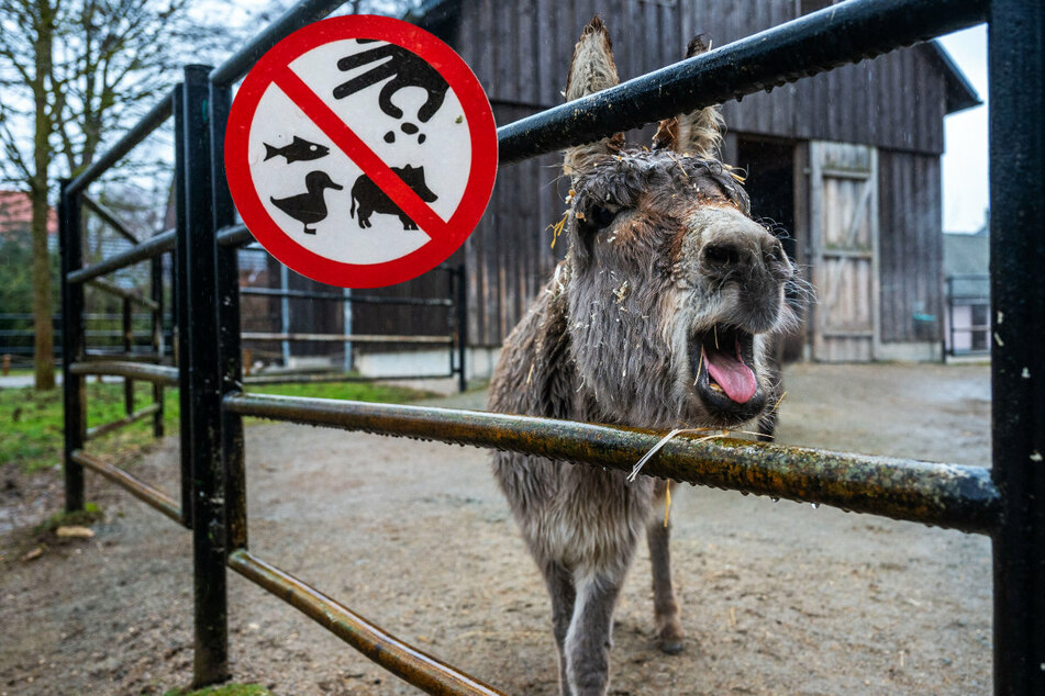 Chemnitzer Tierpark schlägt Alarm: Ihr füttert unsere Esel tot!