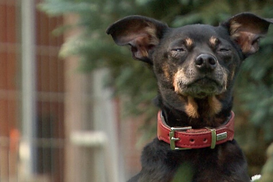 "El perro más querido que se conoce": Spike parece tímido y temeroso, ¡pero también puede ser muy diferente!