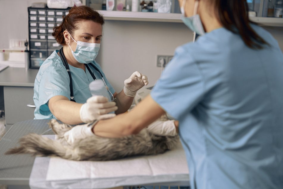 Selbst bei seiner OP soll der Kater nur schmusen und schnurren im Sinn gehabt haben. (Symbolbild)