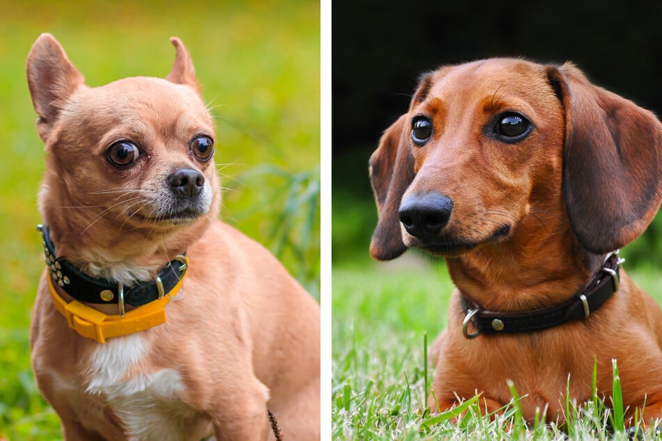 Ein Gentest hat es bewiesen: Ollie (nicht im Bild), der aus dem Tierheim stammt, ist ein Dackel-Chihuahua-Mischling.