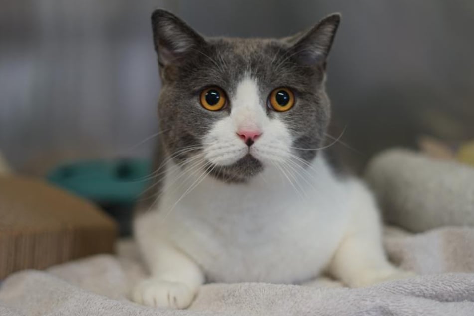 Kater Buddy aus dem Tierheim in Hamburg ist zwar erst sieben Jahre alt, aber sterbenskrank.