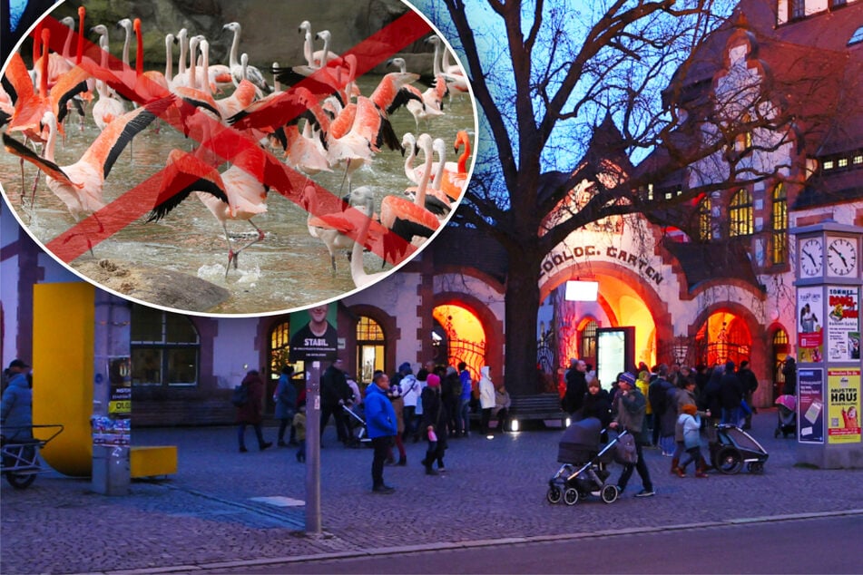 Vogelgrippe im Leipziger Zoo bestätigt sich: So geht es jetzt für Besucher weiter