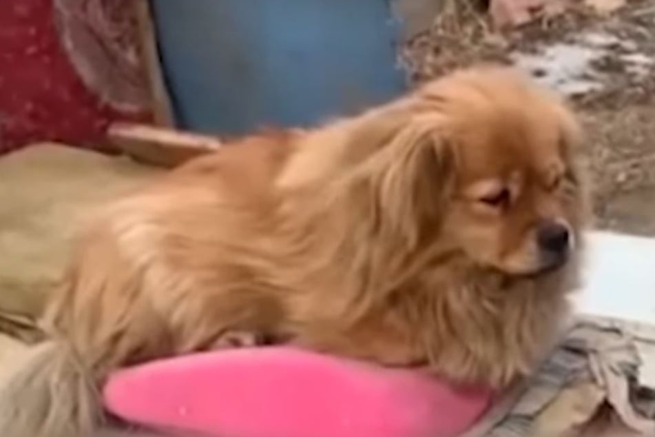 Heartbroken dog waits for his departed owner every day for five years