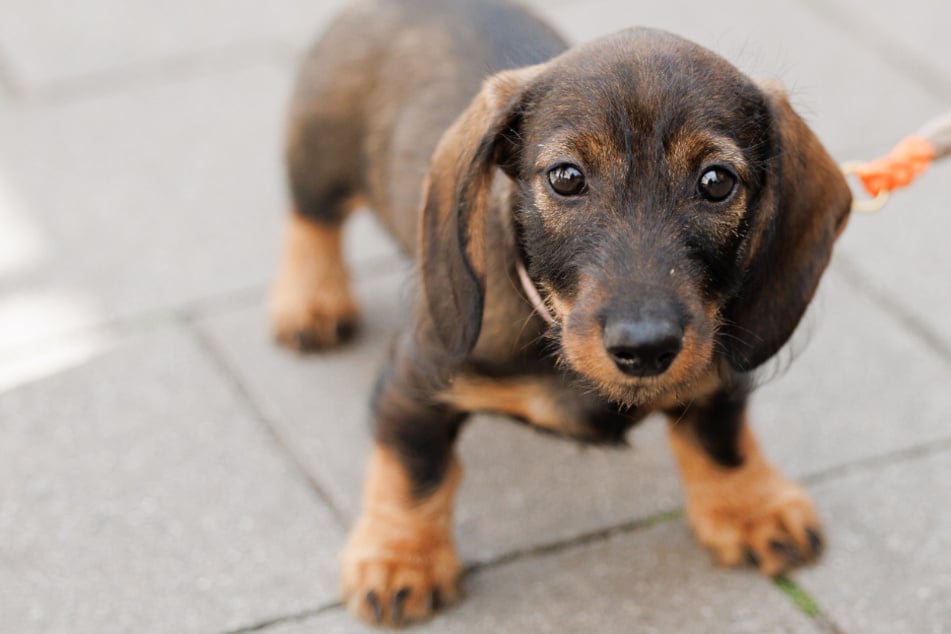 Trop cher, trop ennuyeux, trop vieux : pourquoi les propriétaires veulent-ils soudainement vendre leurs animaux de compagnie ?