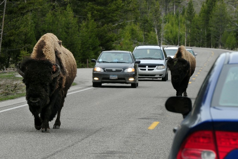 Bison are notoriously known for being dangerous, and visitors are advised to stay at least 25 yards away.
