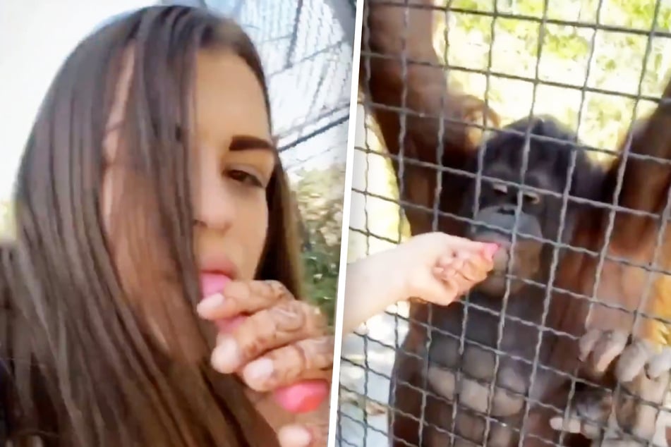 Boxeadora deja que un orangután fume vape: los defensores de los animales están indignados