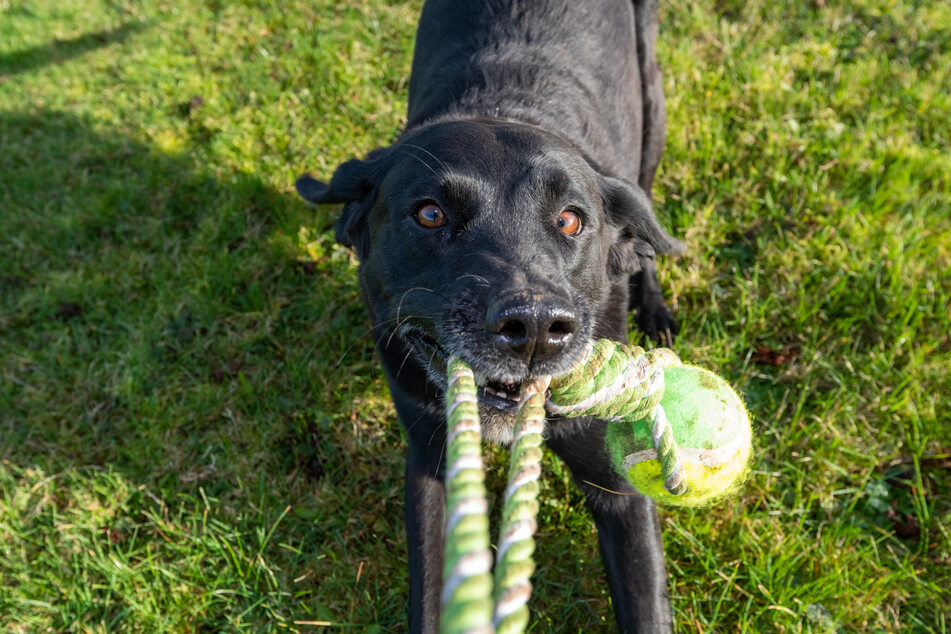 Ein Hund, der den Ball beim Zurückbringen nicht wieder abgeben will, fordert seinen Besitzer manchmal einfach nur zum Zieh-Spiel auf. (Symbolfoto)