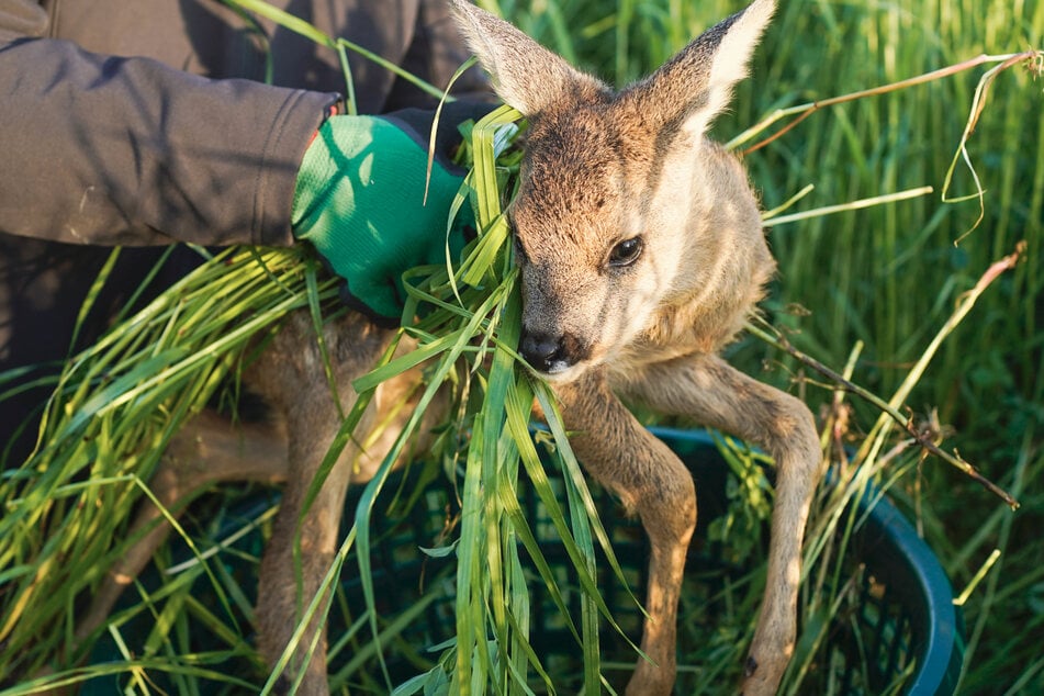 Wer ein Rehkitz anfässt, sollte es anschließend mit Gras, Erde oder Laub abreiben. (Symbolfoto)