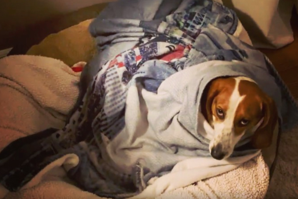 Bevor Hündin Bailey schlafen geht, muss sie wie ein Burrito in eine Decke gewickelt werden.