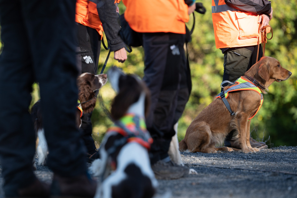 Deutsche Bahn bekommt eine Hunde-Staffel! Vierbeiner sollen beim Artenschutz helfen