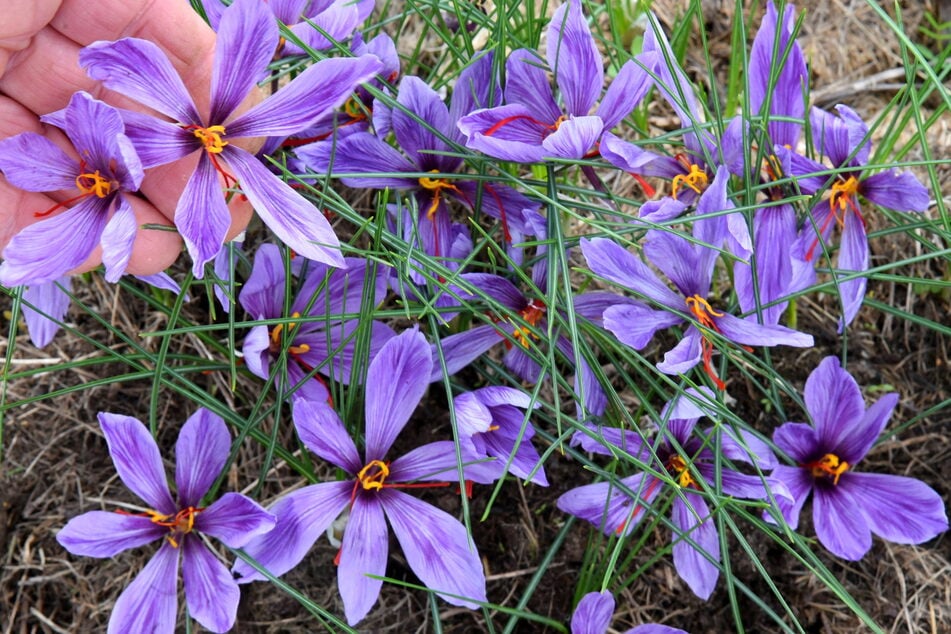 Diese violett blühenden Safran-Krokusse (Crocus sativus) sind auf einem Gartengelände in Döbrichau zu bewundern.