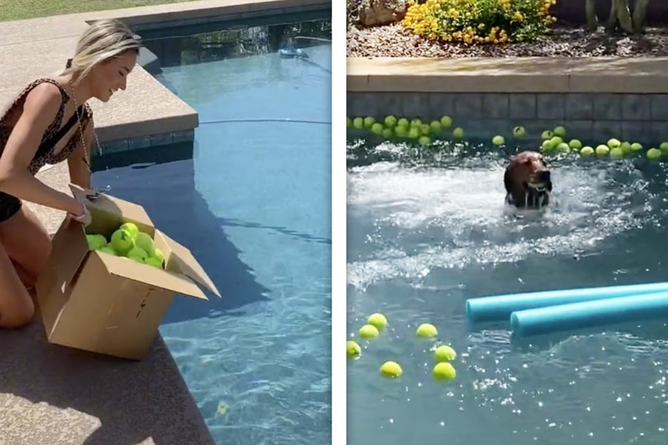 Dog birthday party throws TikTok for a loop – and was a real ball