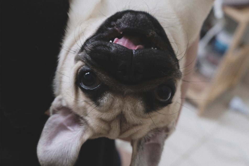 How could you say no to that face? Pugs are real characters!