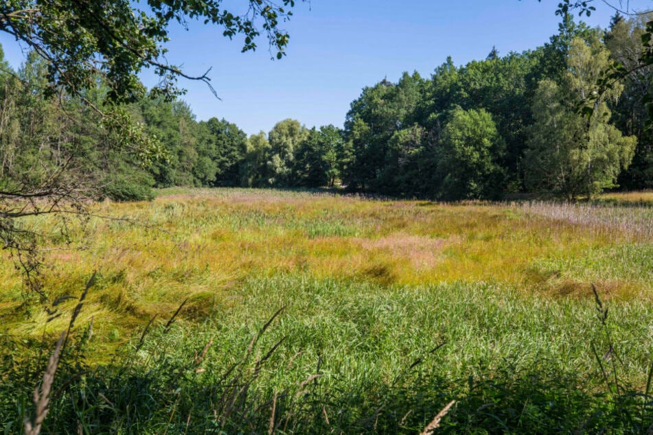 Diese trockengelegte "Wiese" war mal ein Teich und wird nun ein Wasserbiotop für seltene Tierarten.