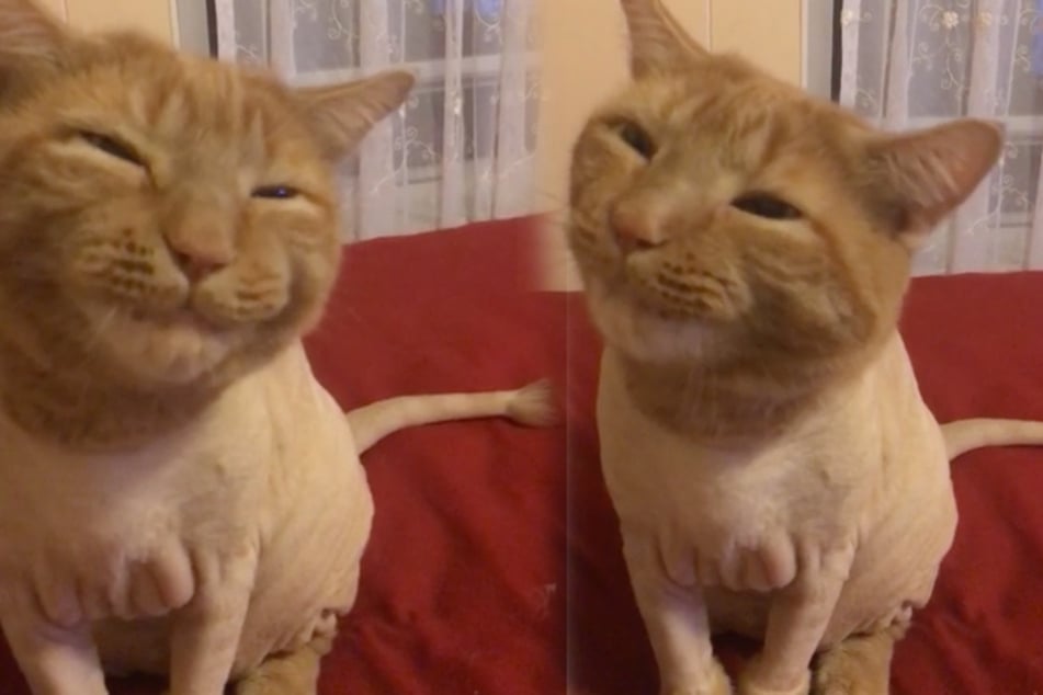 A quirky habit turned this rescued cat into a Reddit sensation!