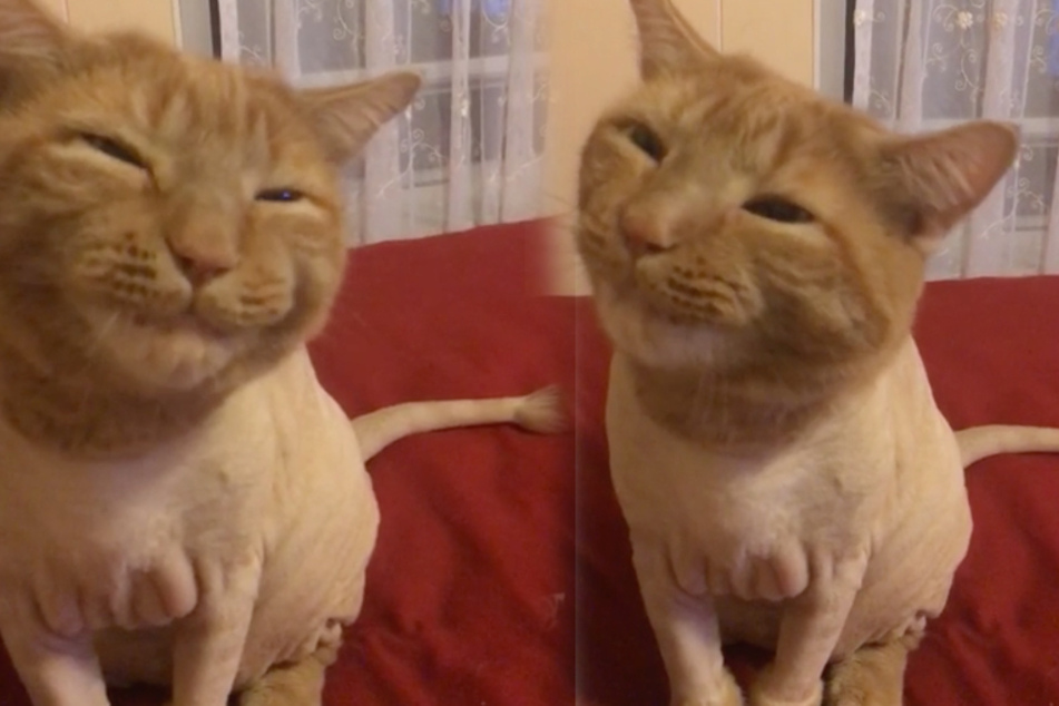 A quirky habit turned this rescued cat into a Reddit sensation!