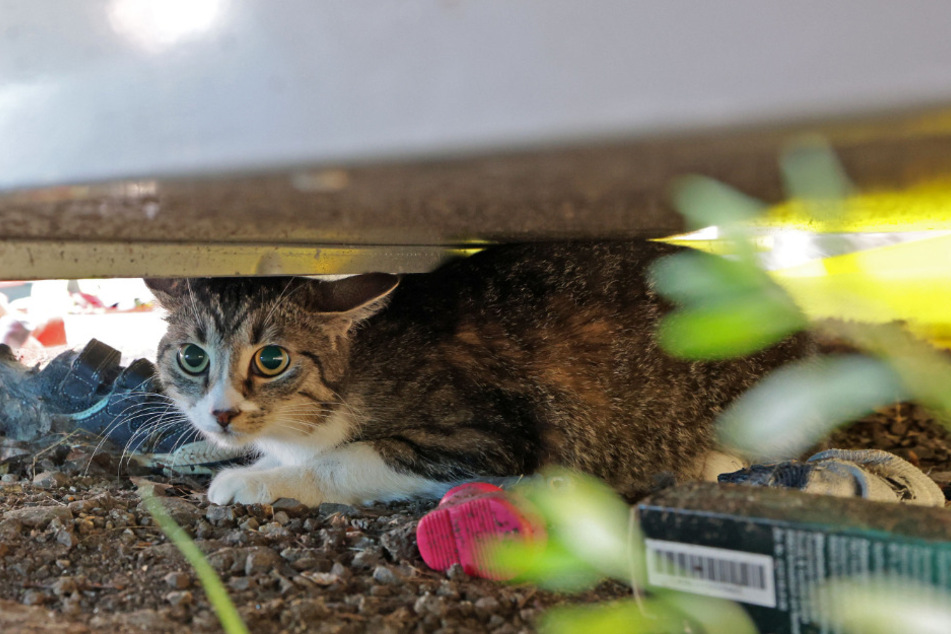 Ganz verängstigt blickte die Katze die Einsatzkräfte an.