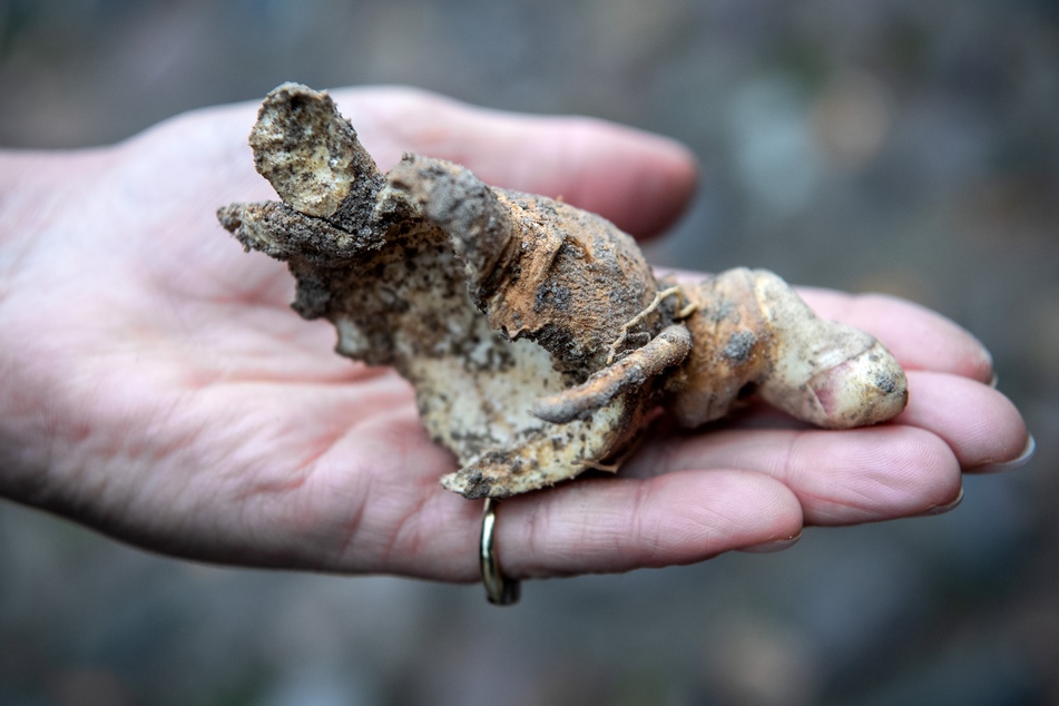 Die Mäuse haben bereits großen Schaden angerichtet. Hier eine von Mäusen angefressene Ginseng-Wurzel.