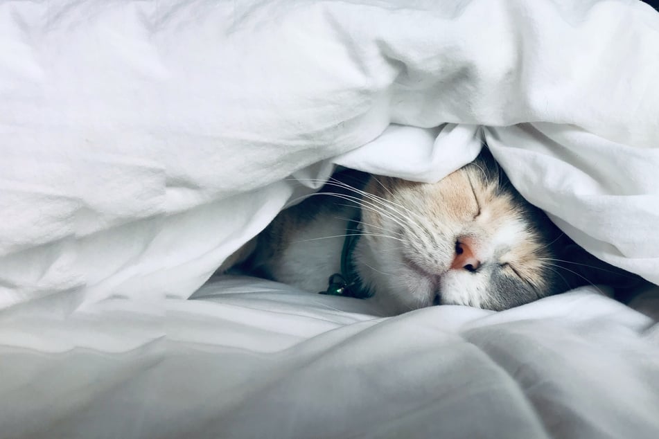 How long do cats sleep and is it normal for a cat to sleep all day?