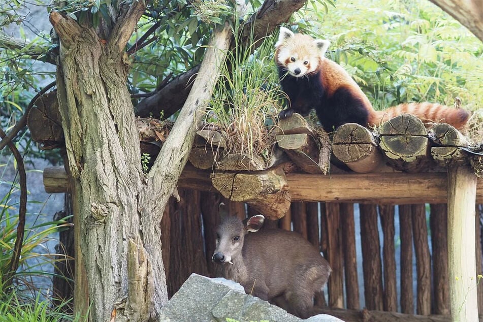 Die Roten Pandas und Schopfhirsche leben im Zoo Leipzig bereits seit mehreren Jahren in einer gut funktionierenden Wohngemeinschaft.