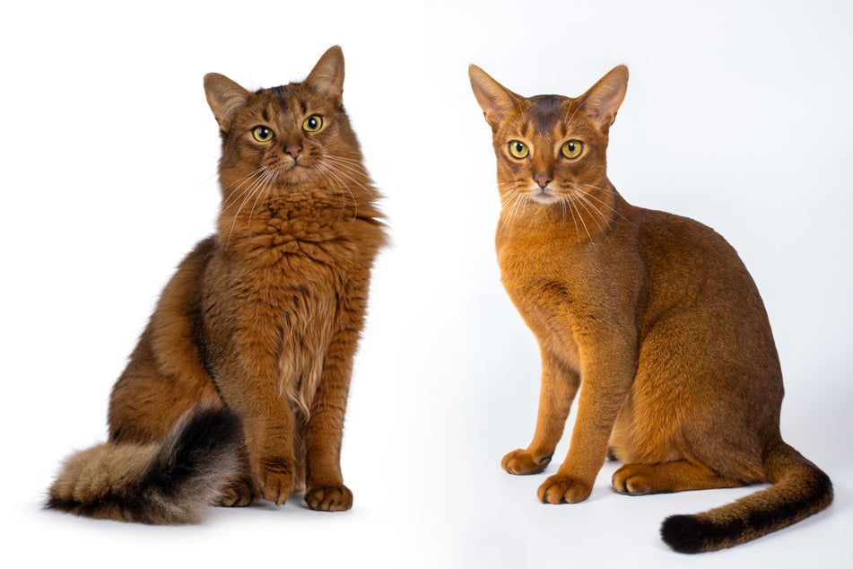 Die Somali-Katze (links) ist die plüschige Variante der Abessinierkatze (rechts).