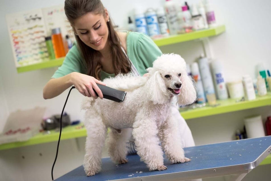 If a Rottle gets the coat of a poodle (pictured), then it needs special care.