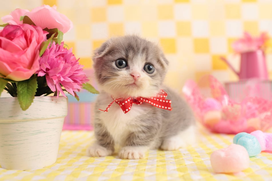 Munchkin cats are cute, friendly, and tiny, but are they expensive?