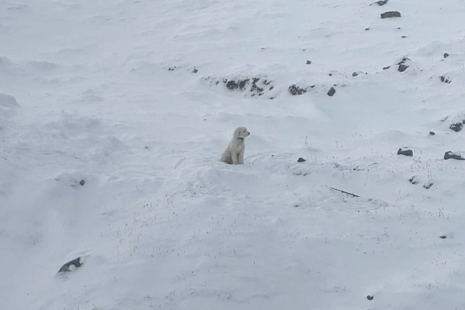 Rund 50 Stunden musste LouLou in der eisigen Wildnis ohne ihre Begleiter ausharren.