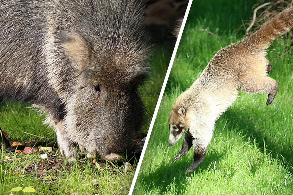 Unruhe im Leipziger Zoo: Nasenbär wird übermütig – und bekommt sofort die Quittung!