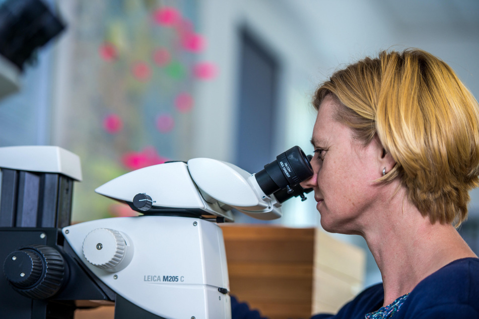 Biologin Doreen Werner bestimmt unterm Stereomikroskop Arten von Stechmücken.