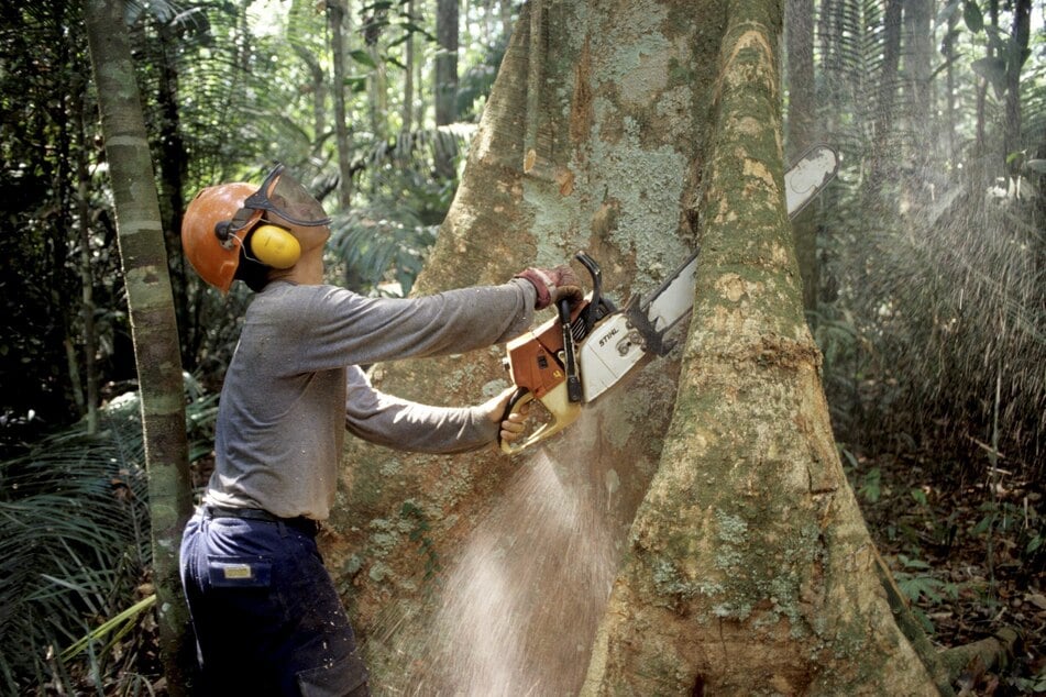 Ein Holzfäller arbeitet mit einer Kettensäge im Regenwald des Amazonas an einem Urwaldriesen. (Archivbild)