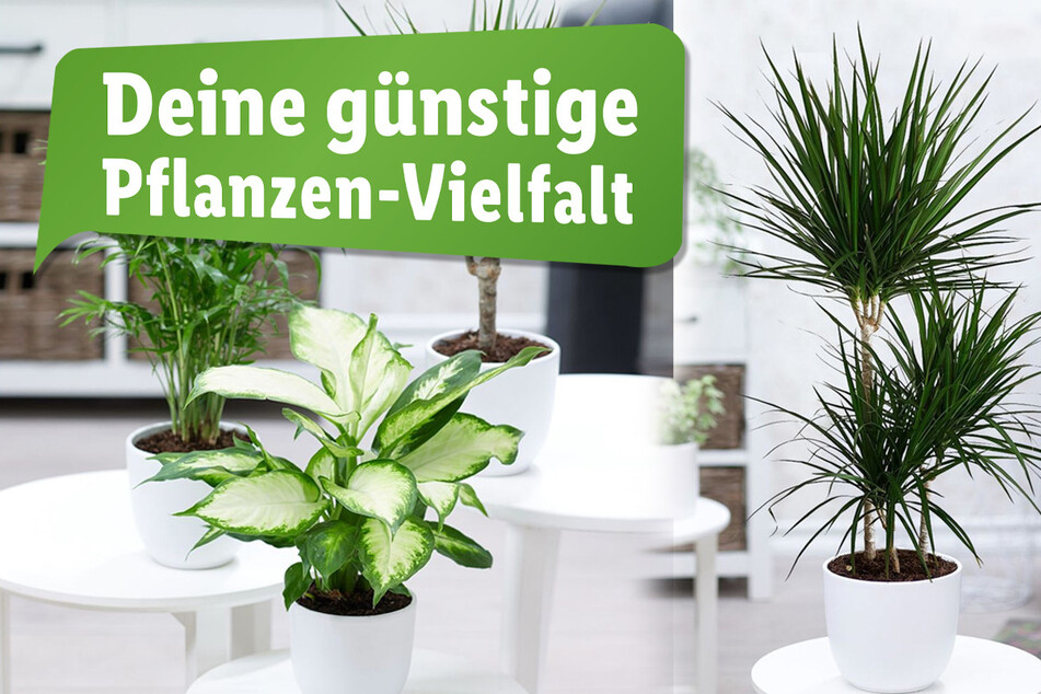 Einfach die Produkte durchswipen und anklicken >>>>>>