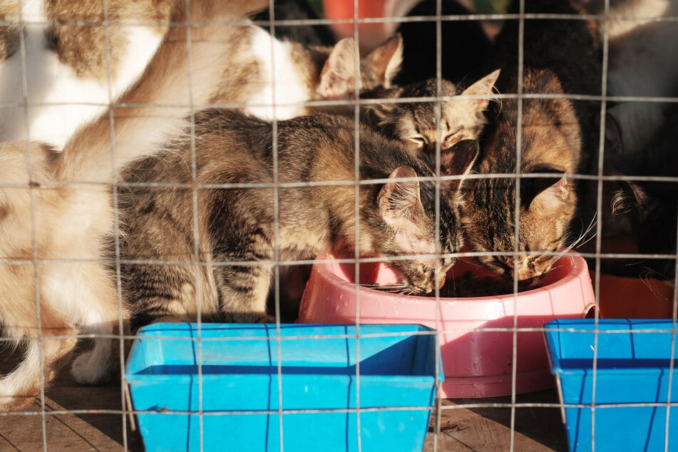 Katzen essen an einer Futterstelle im Tierheim. (Symbolbild)