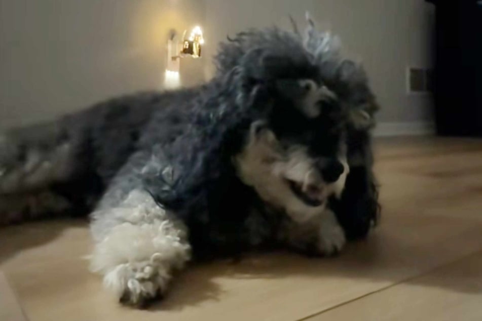 Langsam legt sich Ryder hin, scheint im Sterben zu liegen.