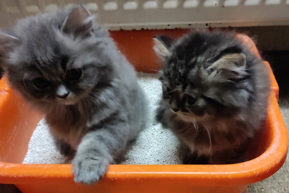 Tierschützer klagen an: Warum wurde diesen Baby-Katzen so übel mitgespielt?