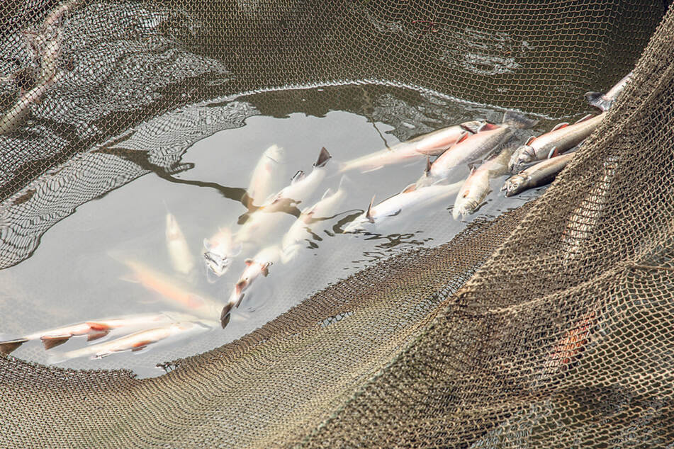 Tausende Saiblinge und Forellen wurden durch das Gift getötet