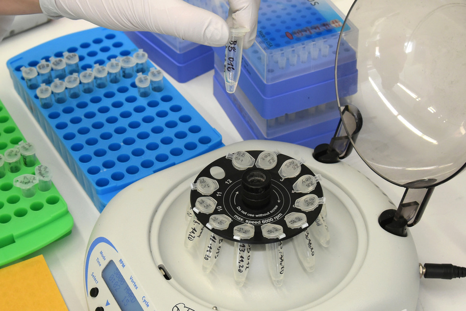 Coronaviren in Abwasserproben werden mittels eines PCR-Tests untersucht.