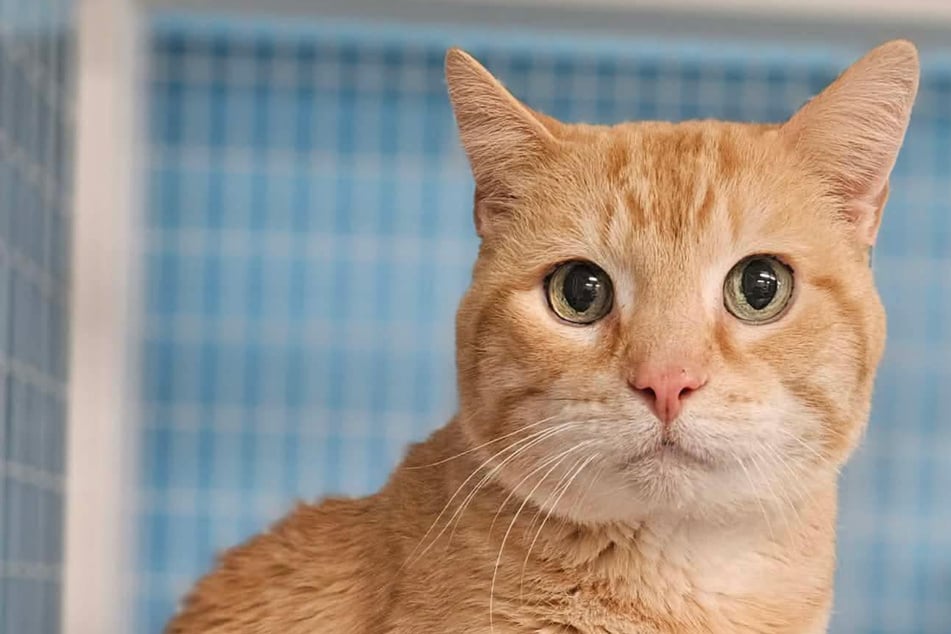 Besitzerin bringt Katze nach 15 Jahren ins Tierheim: Was sie dann fragt, zerreißt Personal das Herz
