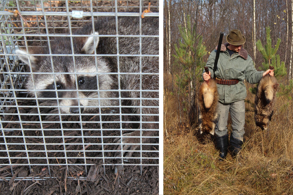 Weil die Plage immer größer wird: Jäger aus Holland erlegen Waschbären in Sachsen