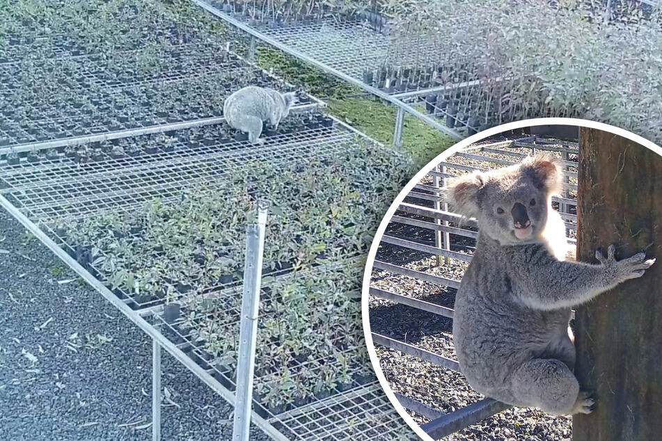 Claude, the thieving koala, strikes again!