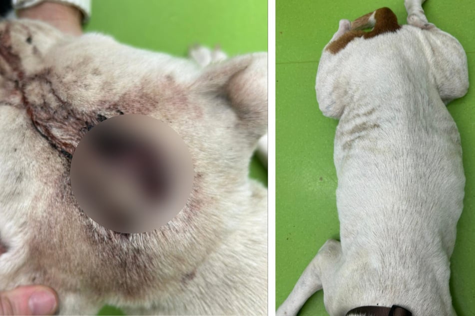 Aurora hat zwei Kugeln im Körper, ist stark abgemagert.
