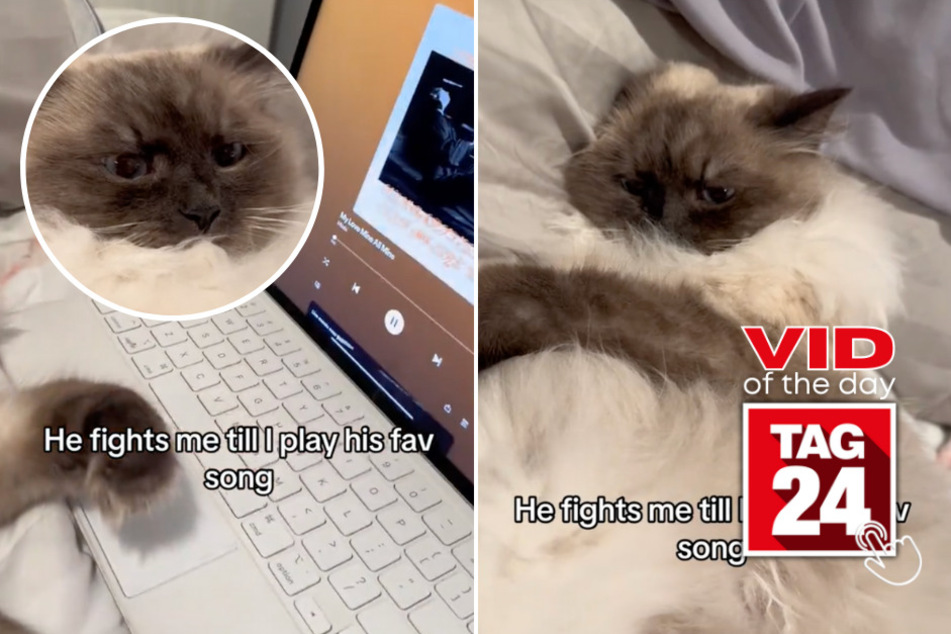 viral videos: Viral Video of the Day for March 9, 2024: Cat won't quit until owner plays its favorite song!