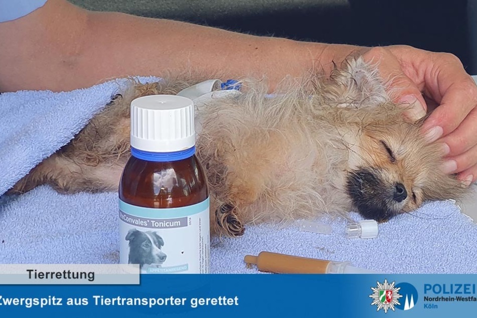 Der Welpe war in einem unbelüfteten Anhänger eingeschlossen.
