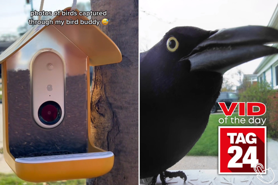 Today's Viral Video of the Day features one-of-a-kind photos of birds – and other creatures – captured from a birdhouse with a camera.