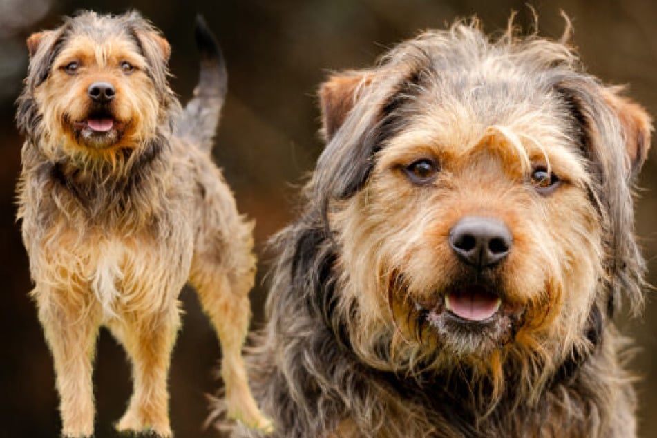 Mit Geduld und Fingerspitzengefühl seitens seiner Tierpfleger konnte Chewbacca nach einiger Zeit auftauen.