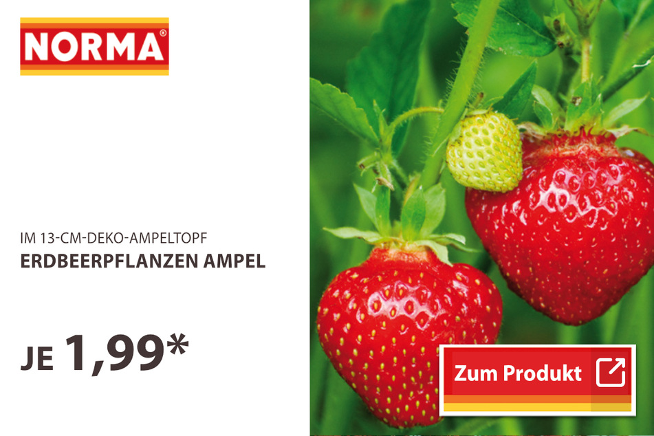 Erdbeerpflanzen